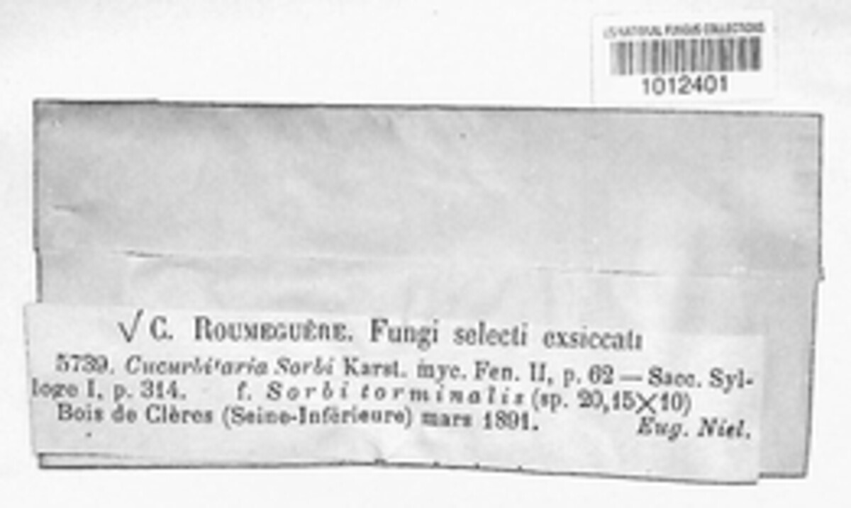 Cucurbitaria sorbi image